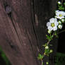 Old fence