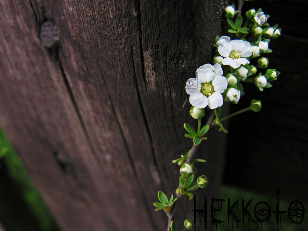 Old fence