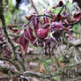 Dried roses