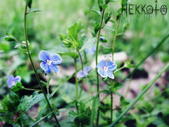 Persian speedwell