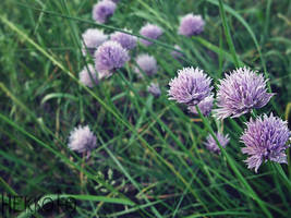 Violet flowers