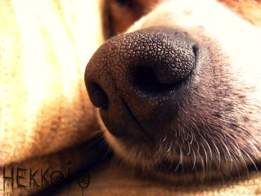 Doge nose