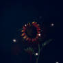 Sunflower Of Sorrow