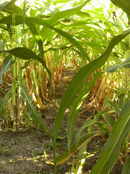 the corn tunnel