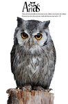 Owl Stock