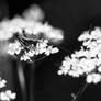 Feast of white flowers