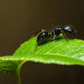 Camponotus foreli