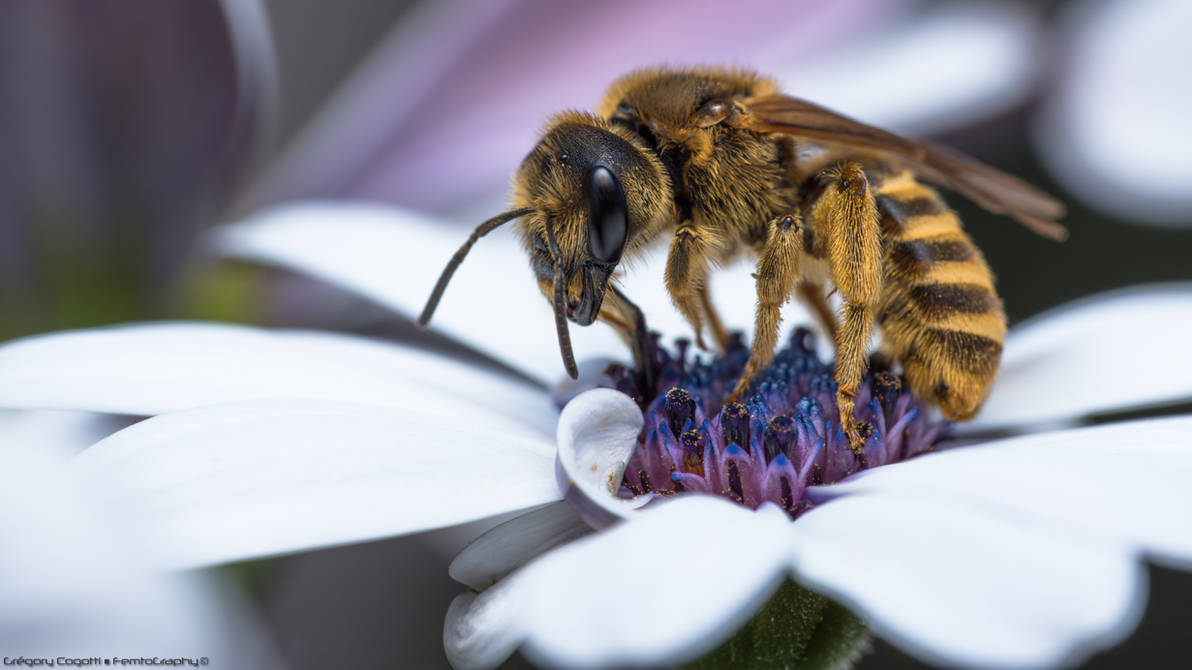 Apis mellifera mellifera by FemtoGraphy on DeviantArt