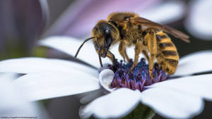 Apis mellifera mellifera