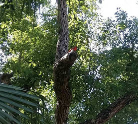 cute little red bird