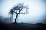 The Wise Old Tree II by tt83x