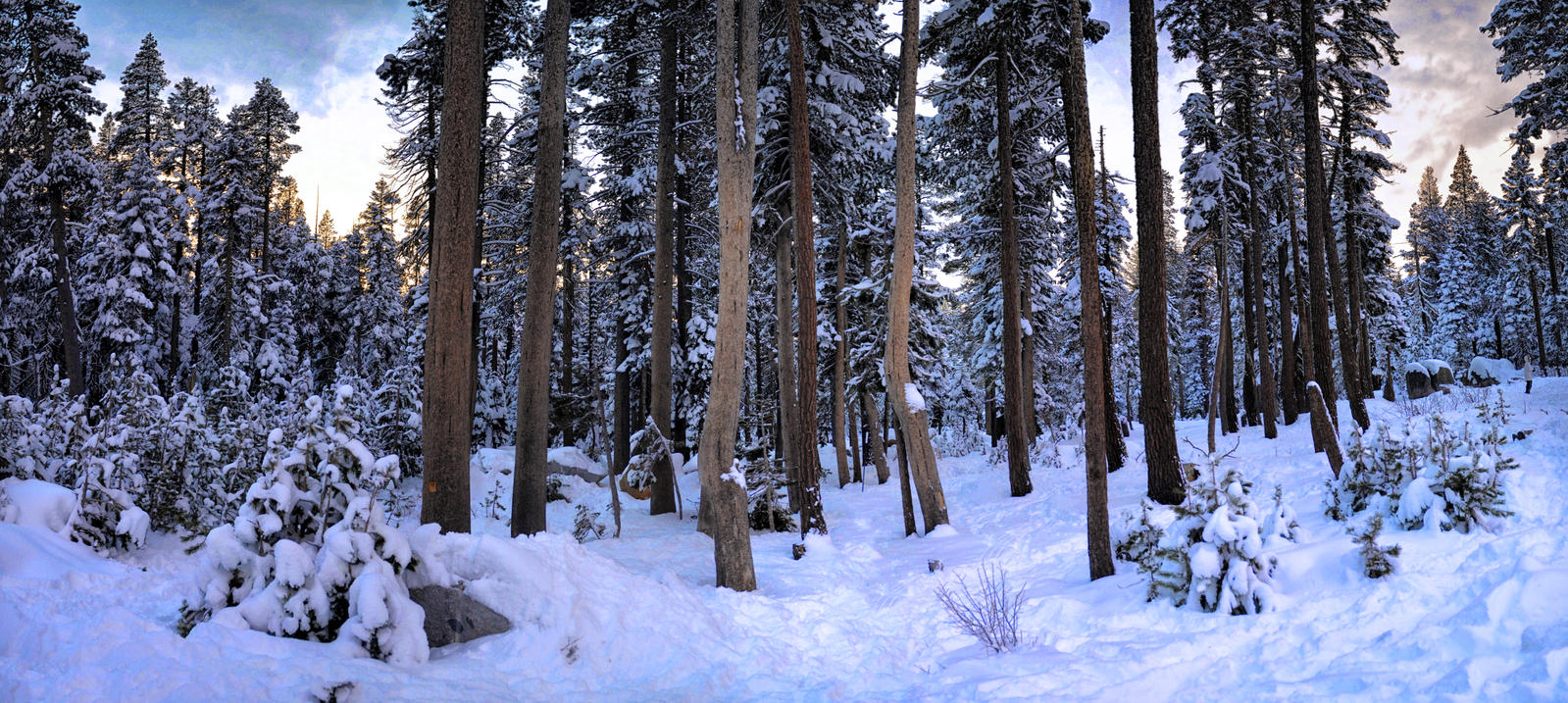 Snow trees in Tahoe