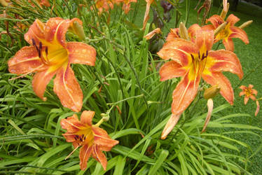 these are lilies