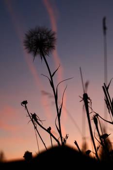 Sunset Silhouette