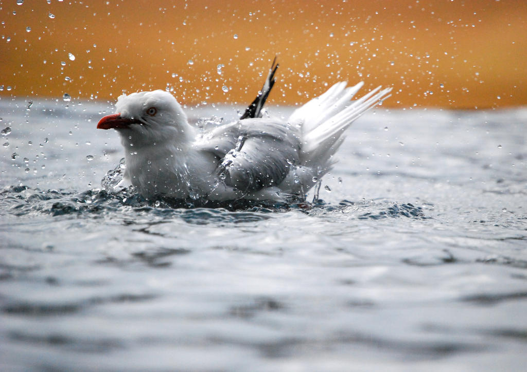 Seagulls