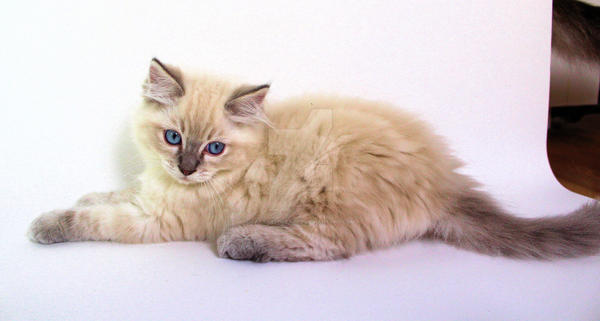 Blue Eye Blue Lynx Point Ragdoll Kitten By Carameldreamsx On Deviantart Blue Eye Blue Lynx Point Ragdoll Kitten By Carameldreamsx On Deviantart