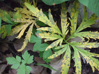 Decaying Spotted Leaves