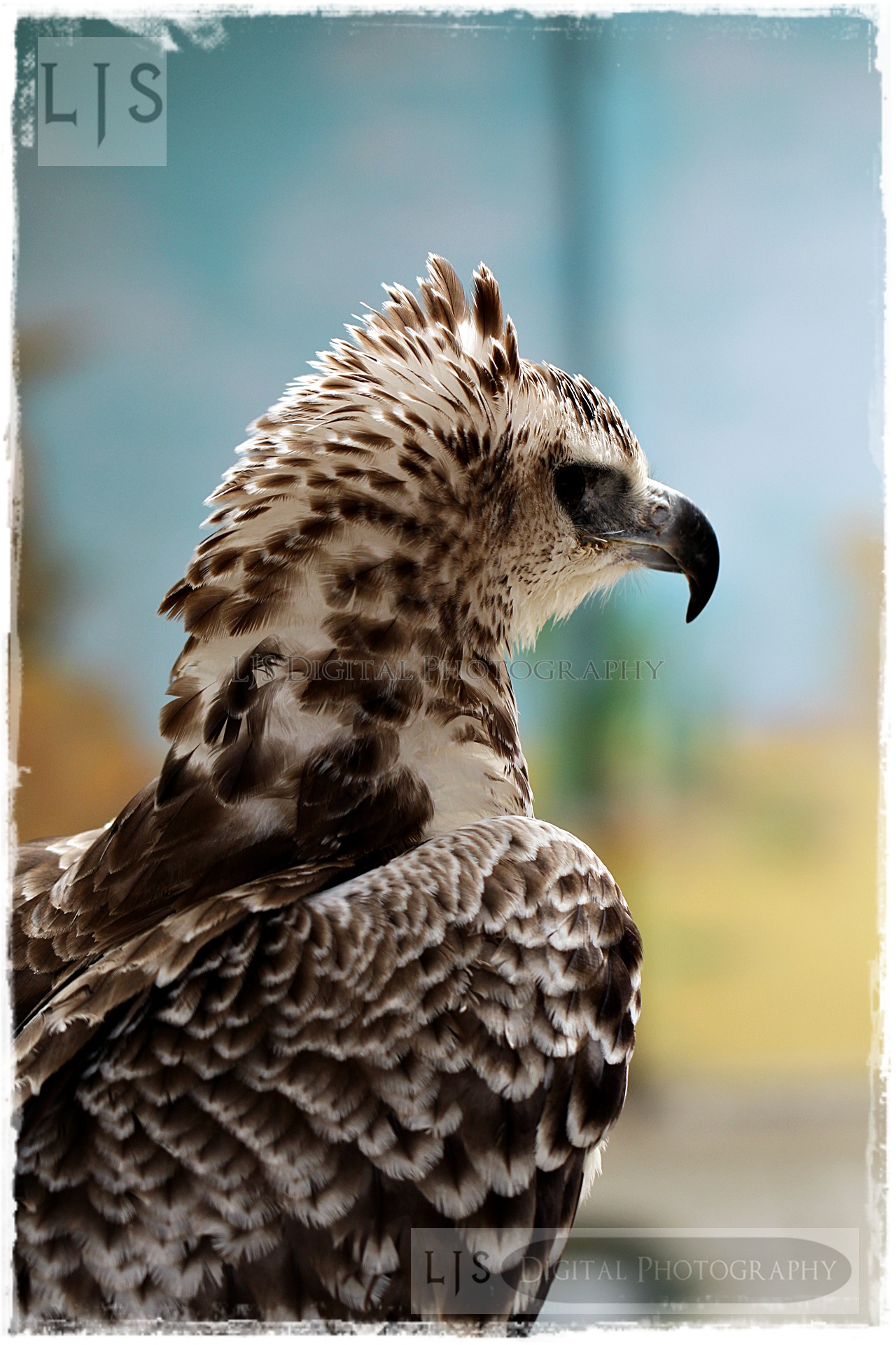 Crowned Eagle