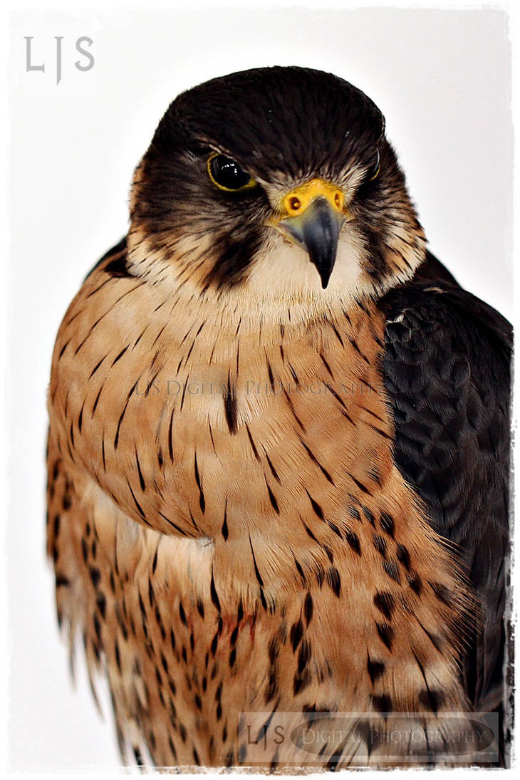 Merlin II by lucicerious on DeviantArt