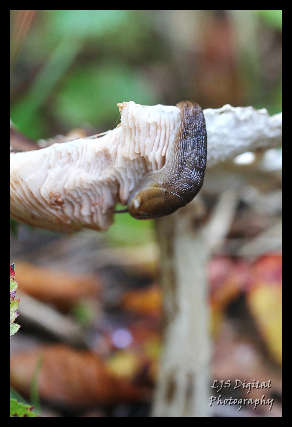 Shroom Hanger I