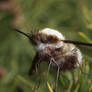 Bee Fly No. 3