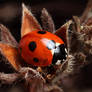 7-Spot Ladybird on Potentilla