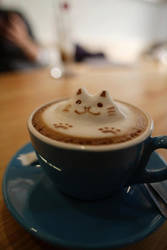 Cat coffee