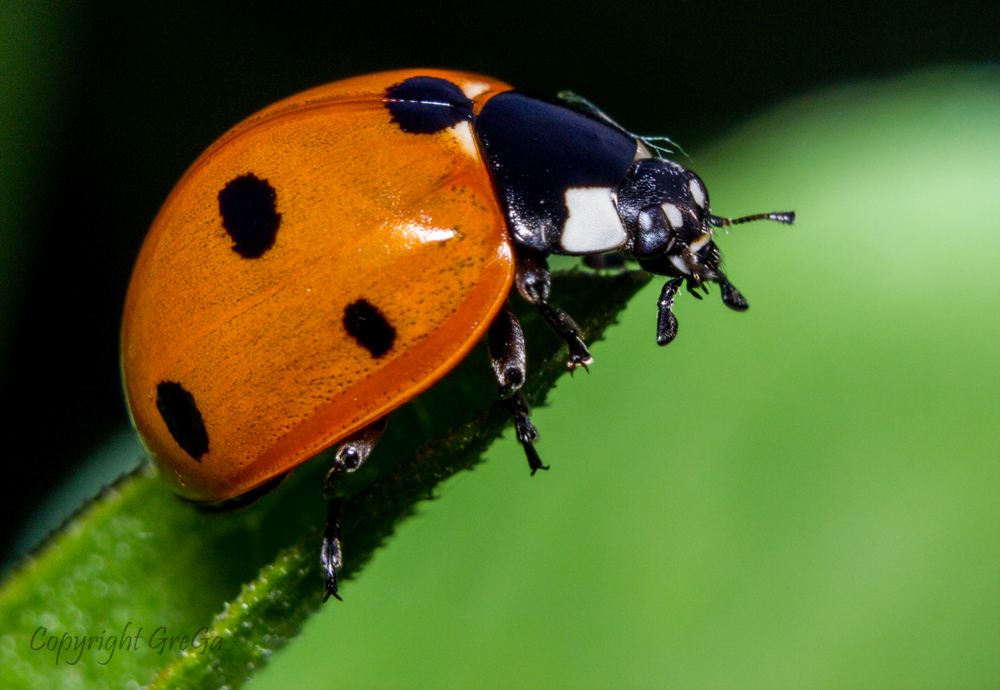 Ladybug 2