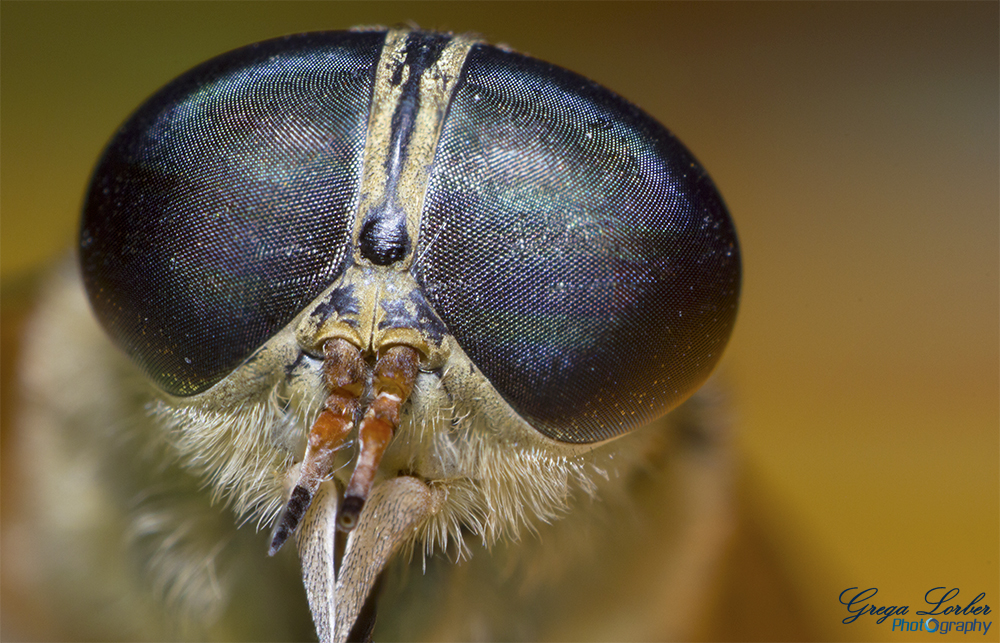 Horse-fly 3