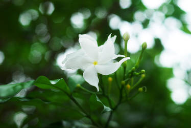 white color flower by reiime