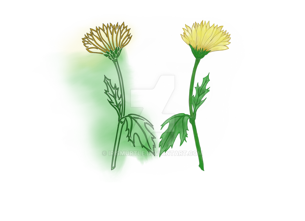 Transfixed Daisy Daisy Mirroring in Overlayed Color by IrisMurtle on DeviantArt