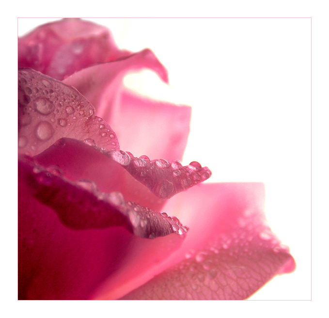 .untitledpinkrose.