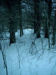 Snowy Woods 2