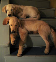 Two golden retriever puppies