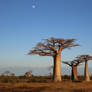 Baobab Madagascar