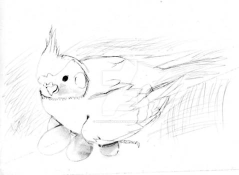 Cockatiel Sketch