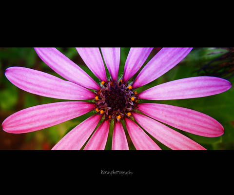 flower macro