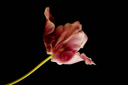 tulip 1