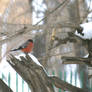 bullfinch