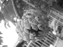 Sugarapple