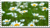 daisies_by_sylvanstamps_dd2m0rs-fullview