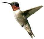 Male humming bird PNG