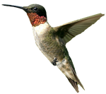 Male humming bird PNG by DoloresMinette