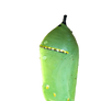 Monarch_Butterfly_Cocoon PNG