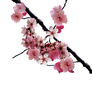 Cherry blossom branch png