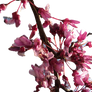 Cherry Blossom PNG stock