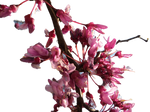 Cherry Blossom PNG stock