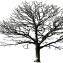 bare tree PNG