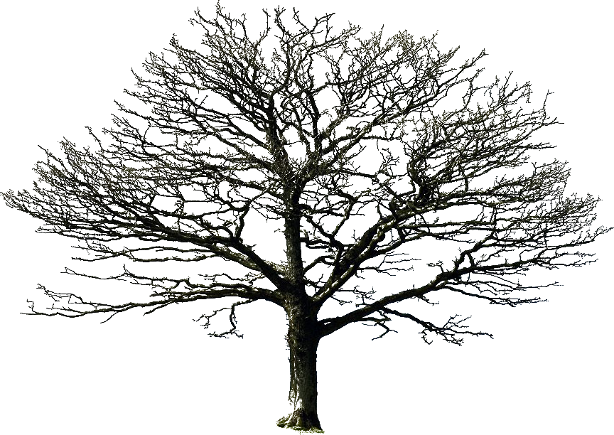 bare tree PNG