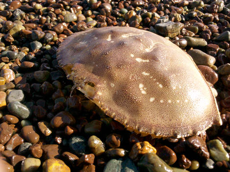 This Crab's Mortal Remains